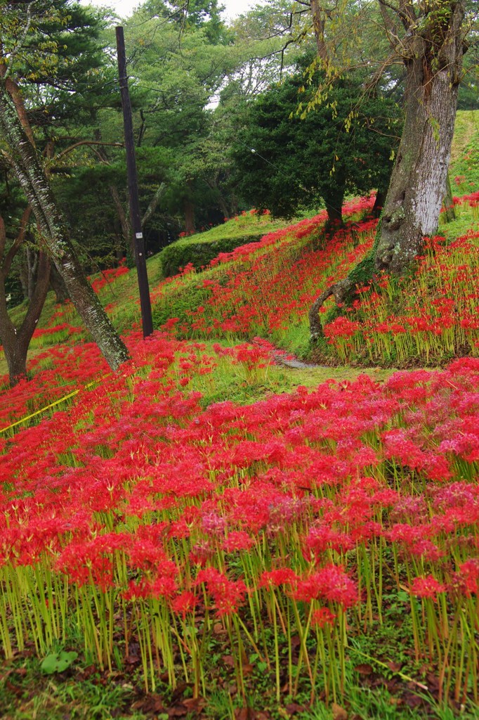 彼岸花