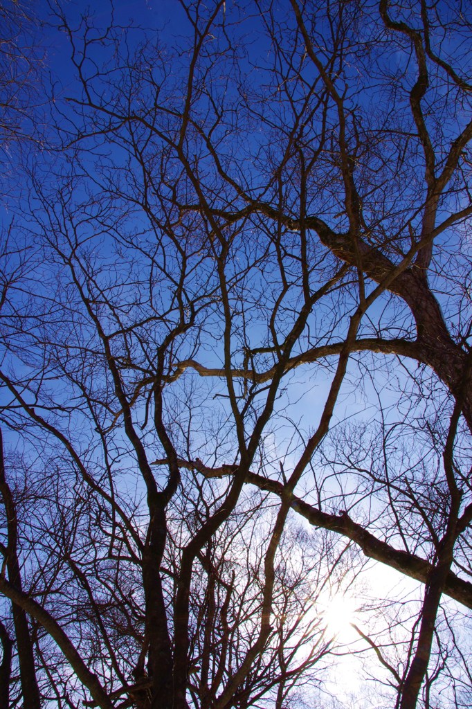 青空と蝕む木