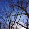 青空と蝕む木