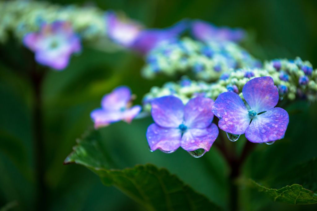 濡れ紫陽花