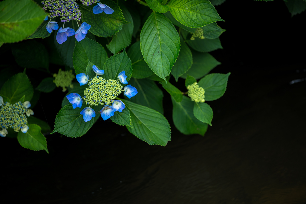 紫陽花
