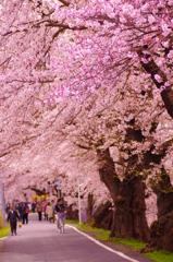 桜並木
