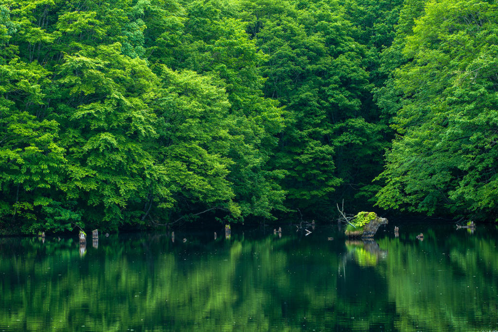 夏の曲沢沼