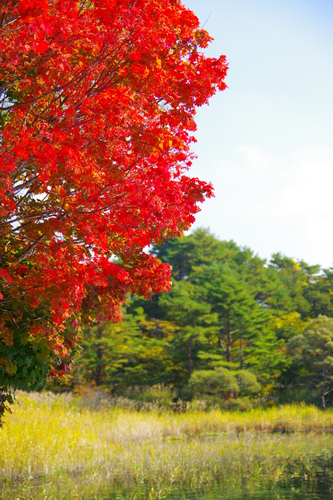 紅紅と