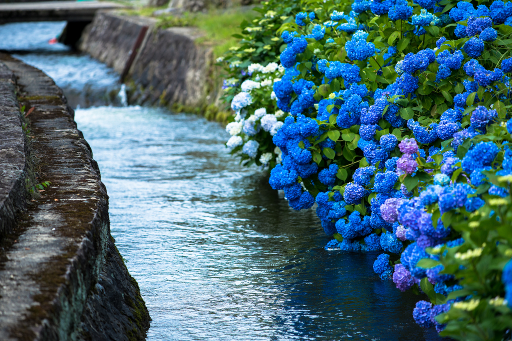 紫陽花水路