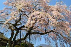 枝垂桜