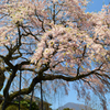 枝垂桜