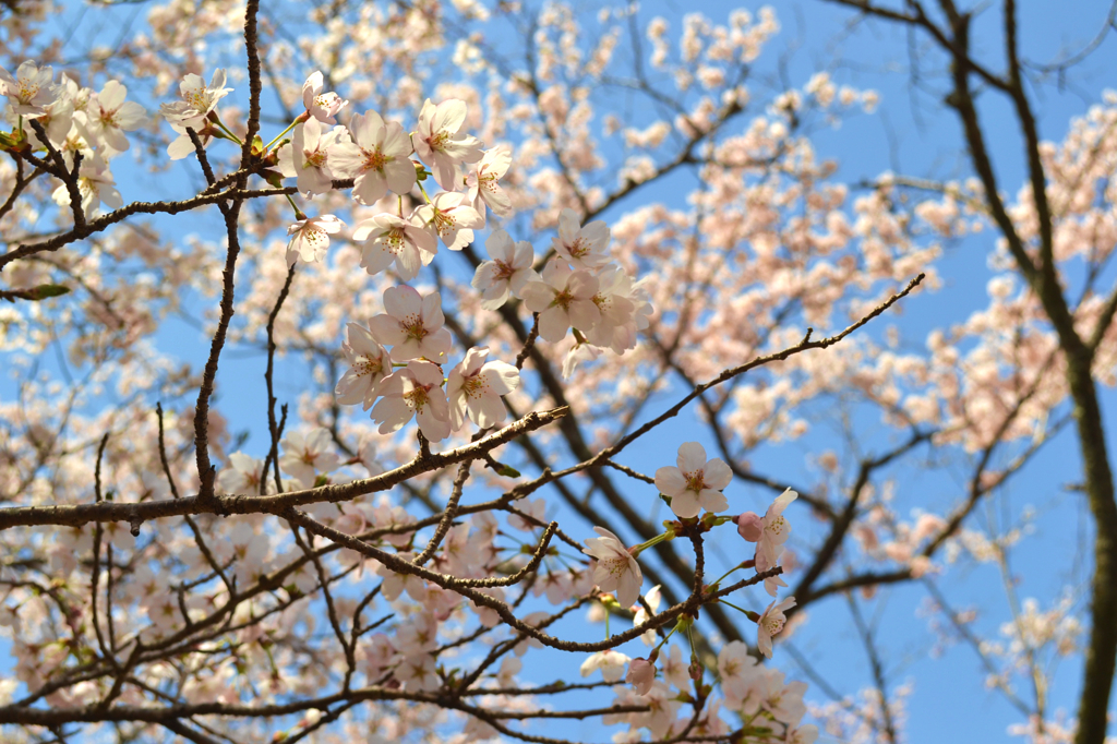 桜