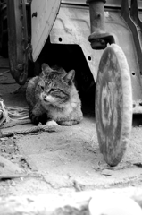 猫