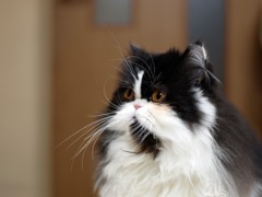 ねこ