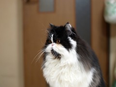 ねこ2