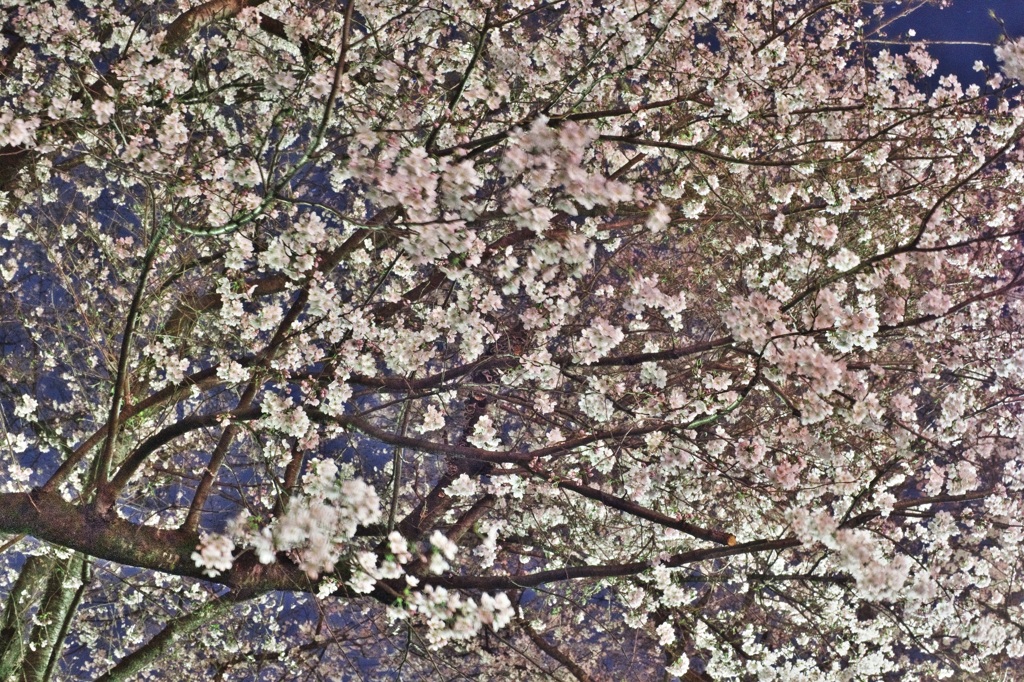 桜乱舞