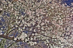 桜乱舞