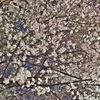 桜乱舞
