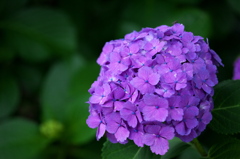 紫陽花