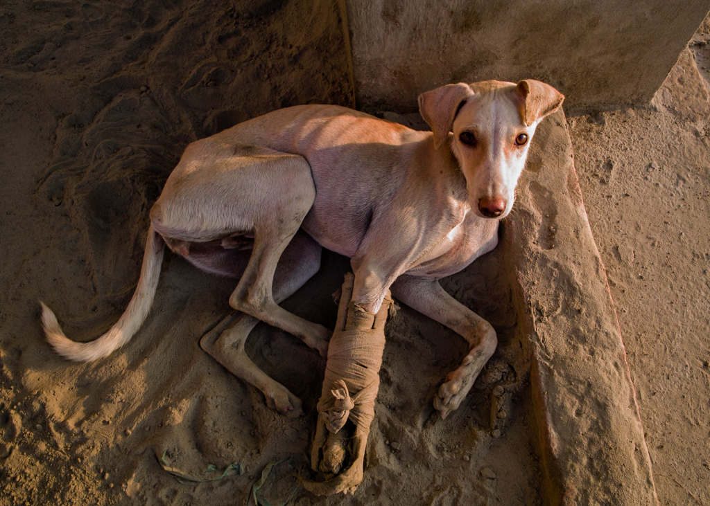 犬