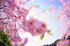 Life is SAKURA