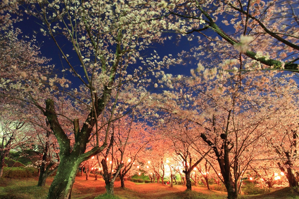 夜桜