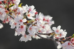 朝日に照らされた桜