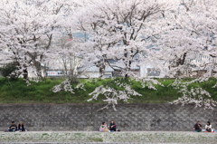 花見