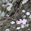 母なる木にいだかれて