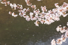 川辺の桜