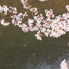 川辺の桜