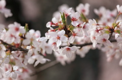 散り際も華やかに(桜)