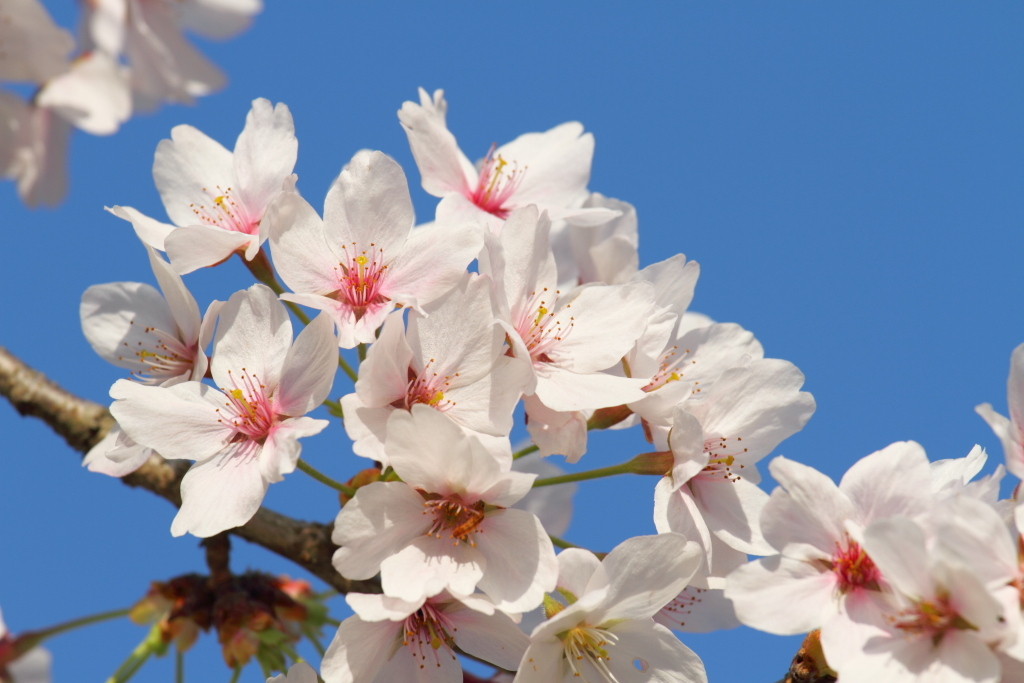 桜