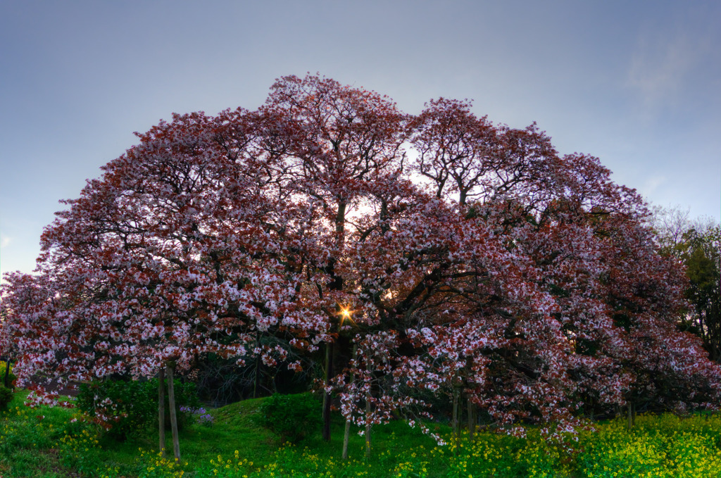 朝日桜