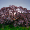 朝日桜