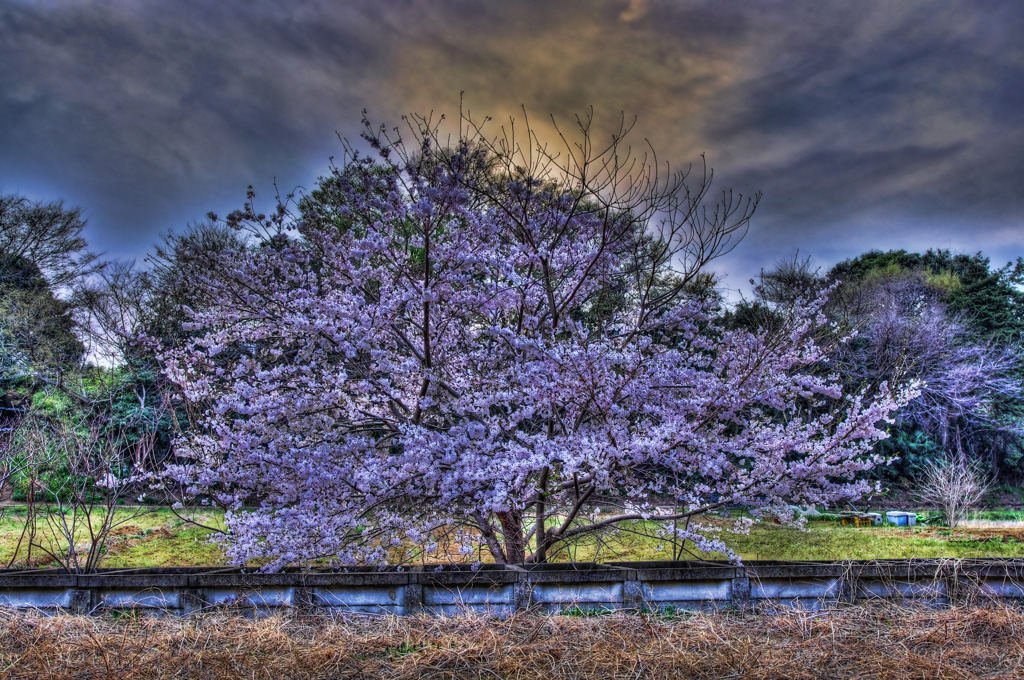 一本桜