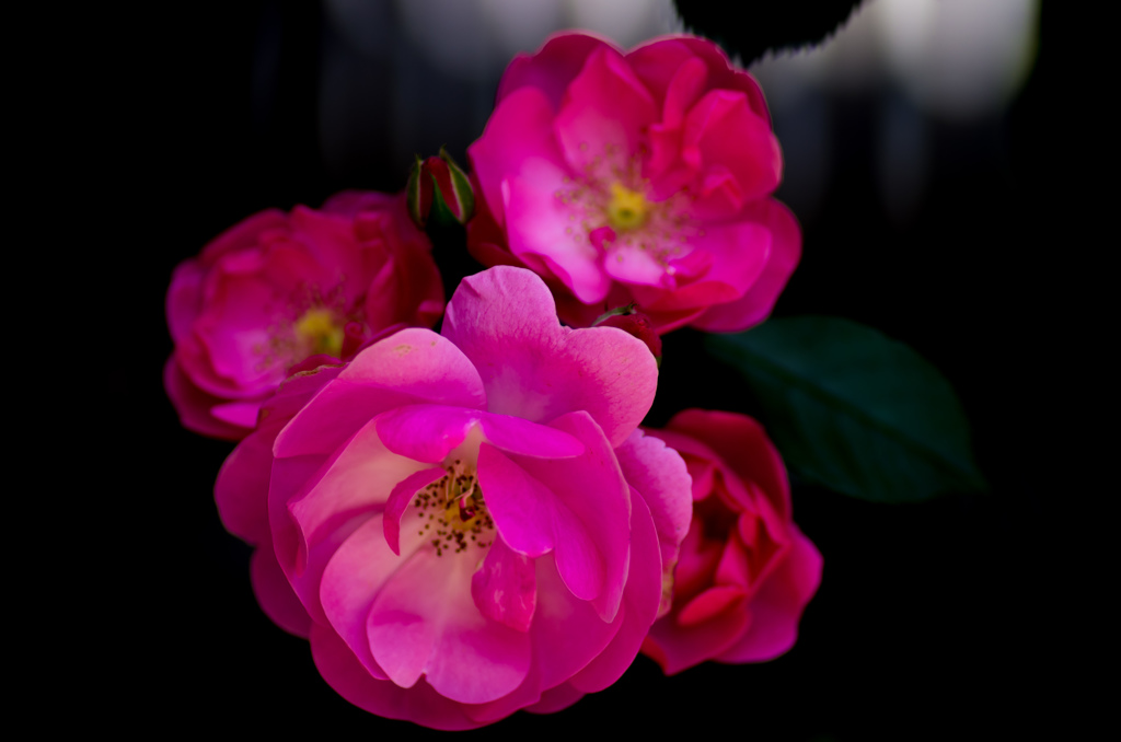rose