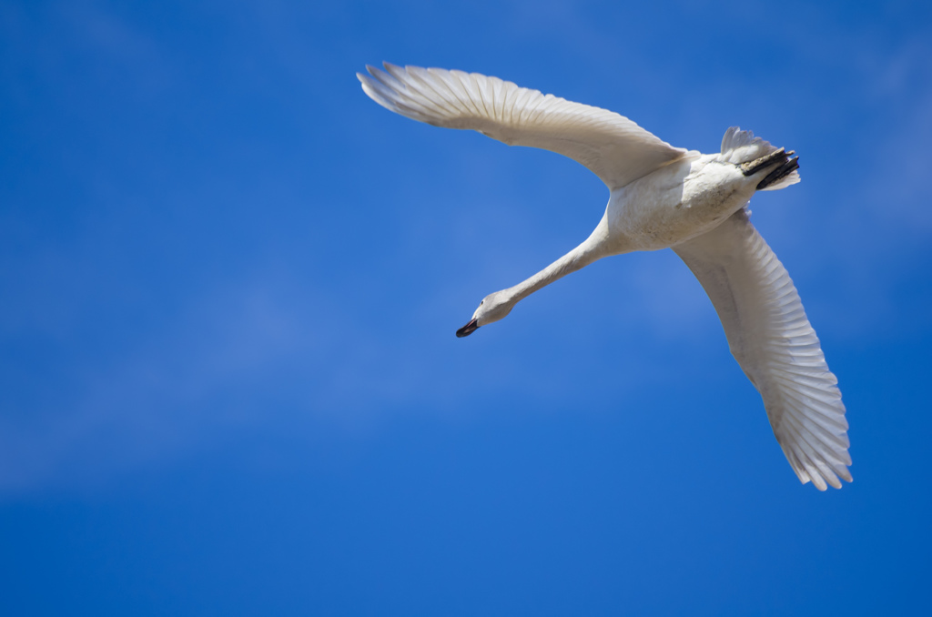 A swan is flying.