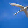 A swan is flying.