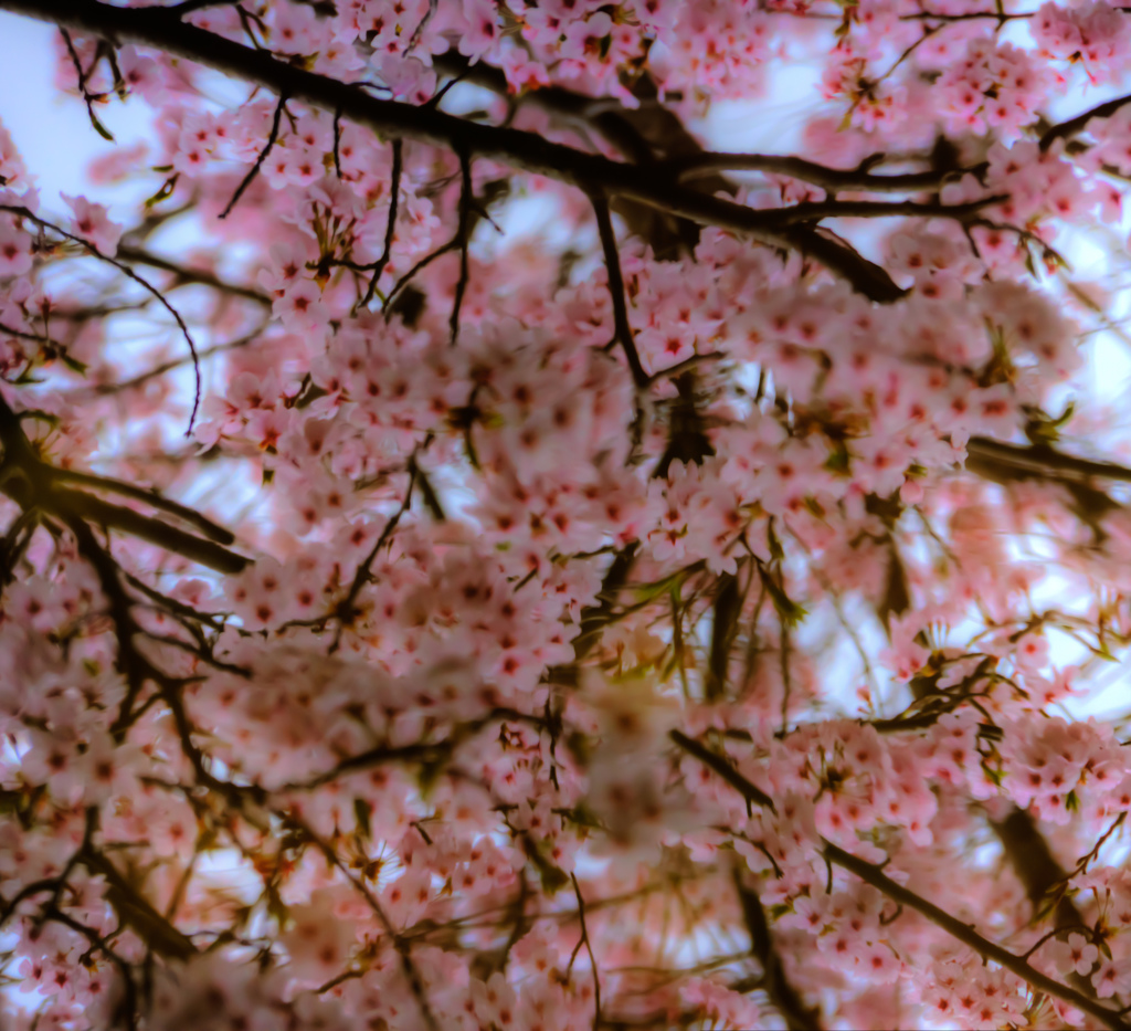 鏡桜