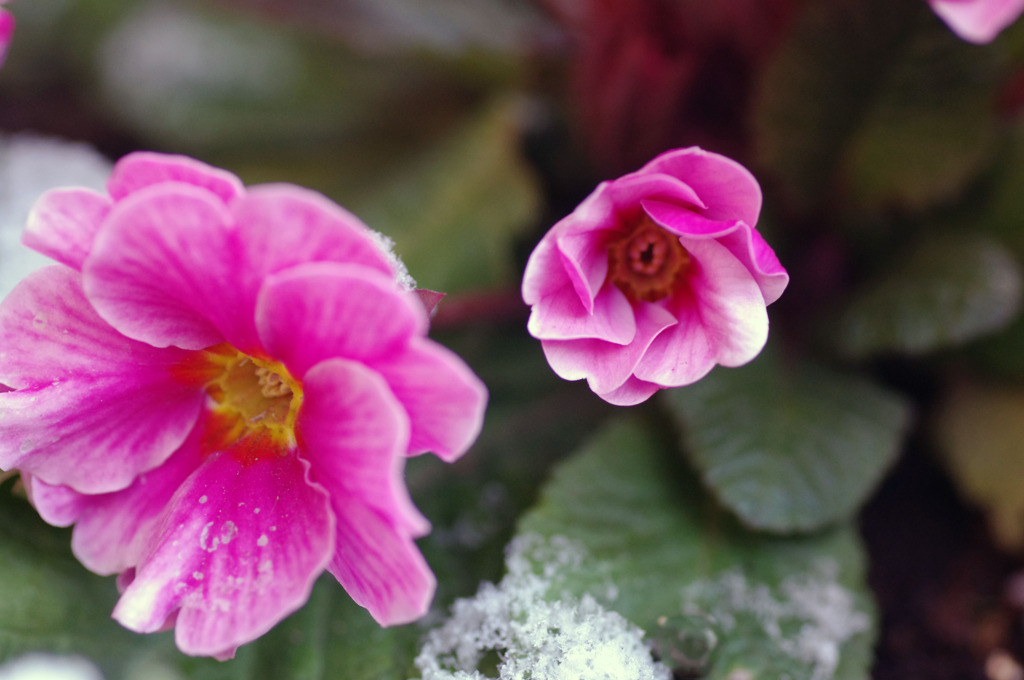 雪の花