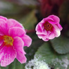 雪の花