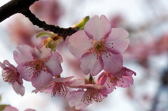 河津桜