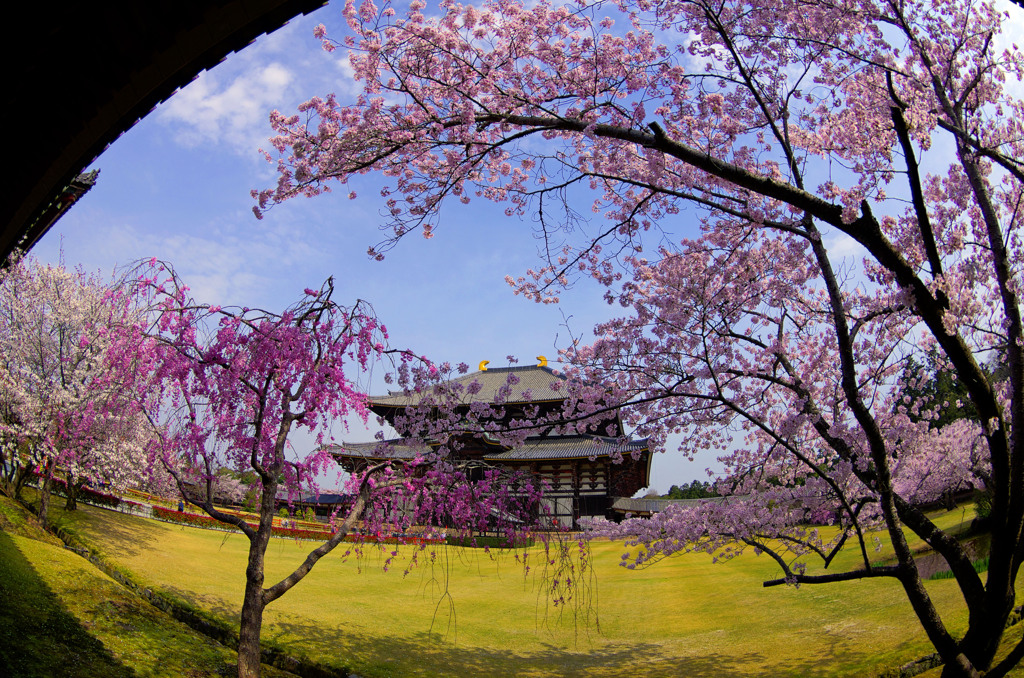 東大寺のさくら