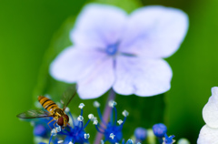 アジサイの花