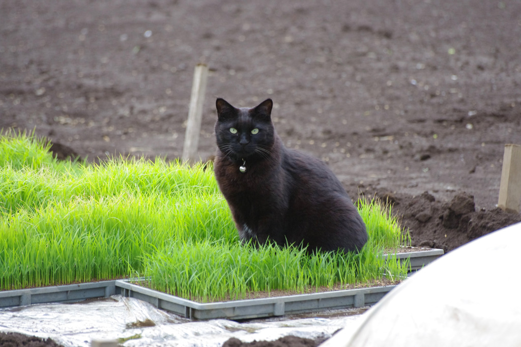 田植え