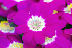 春の花