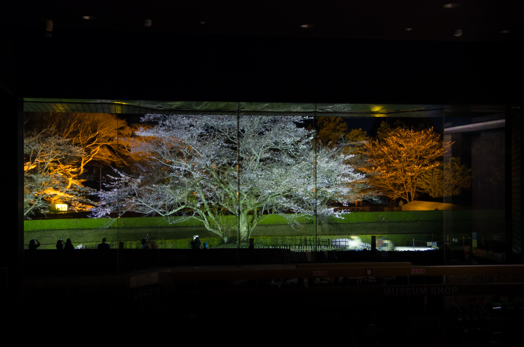 夜桜屏風