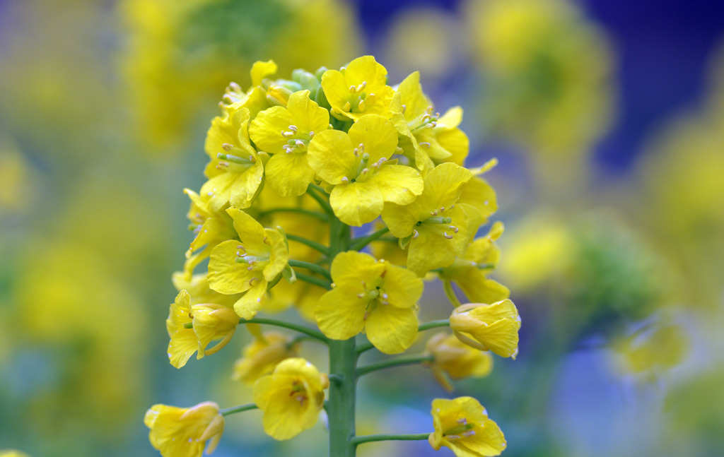菜の花