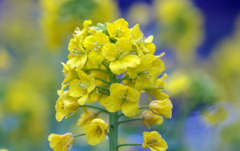 菜の花