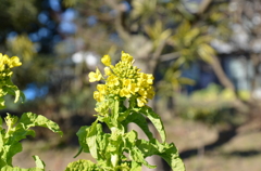 菜の花
