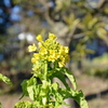 菜の花
