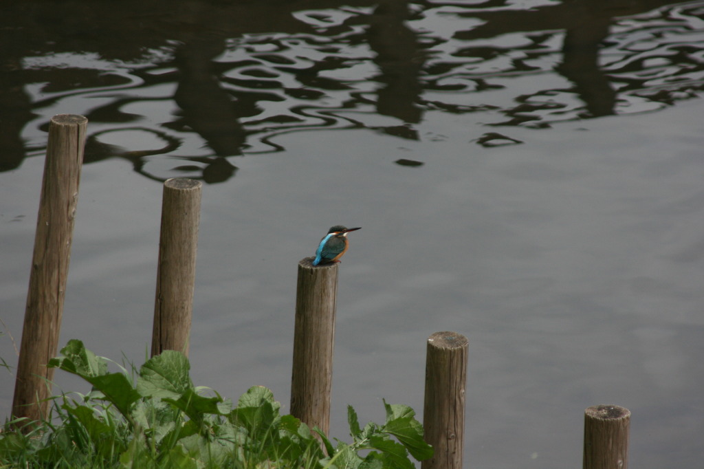 魚はなかなかきませんｗ