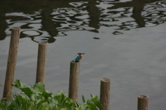 魚はなかなかきませんｗ